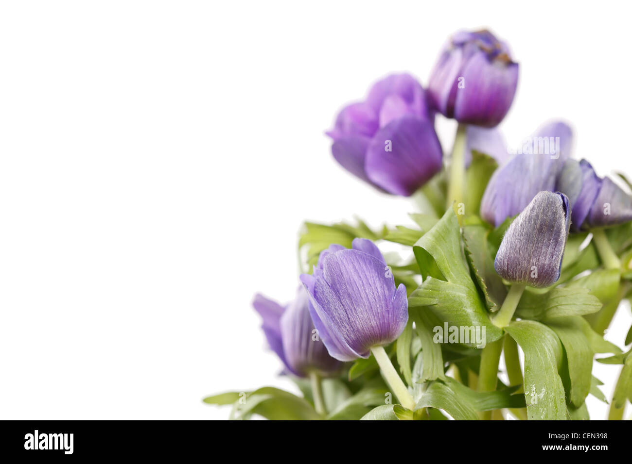 Prateria Crocus Foto Stock