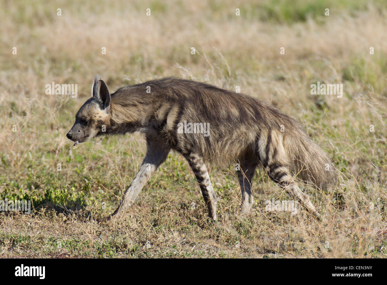 Striped Hyaena (Hyaena hyaena) in Tanzania il Serengeti Foto Stock