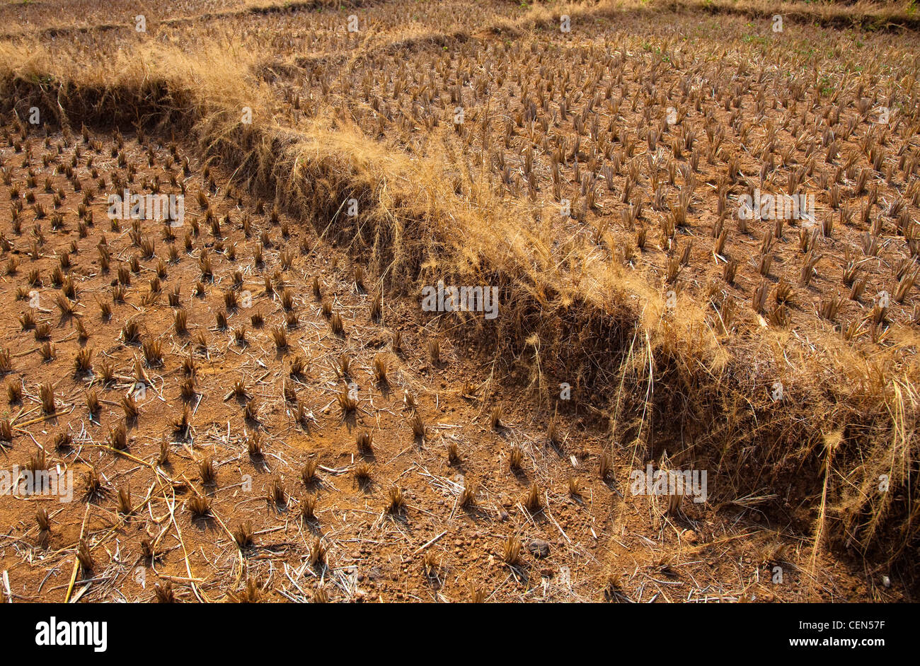 Riso indiano plantation foto Foto Stock