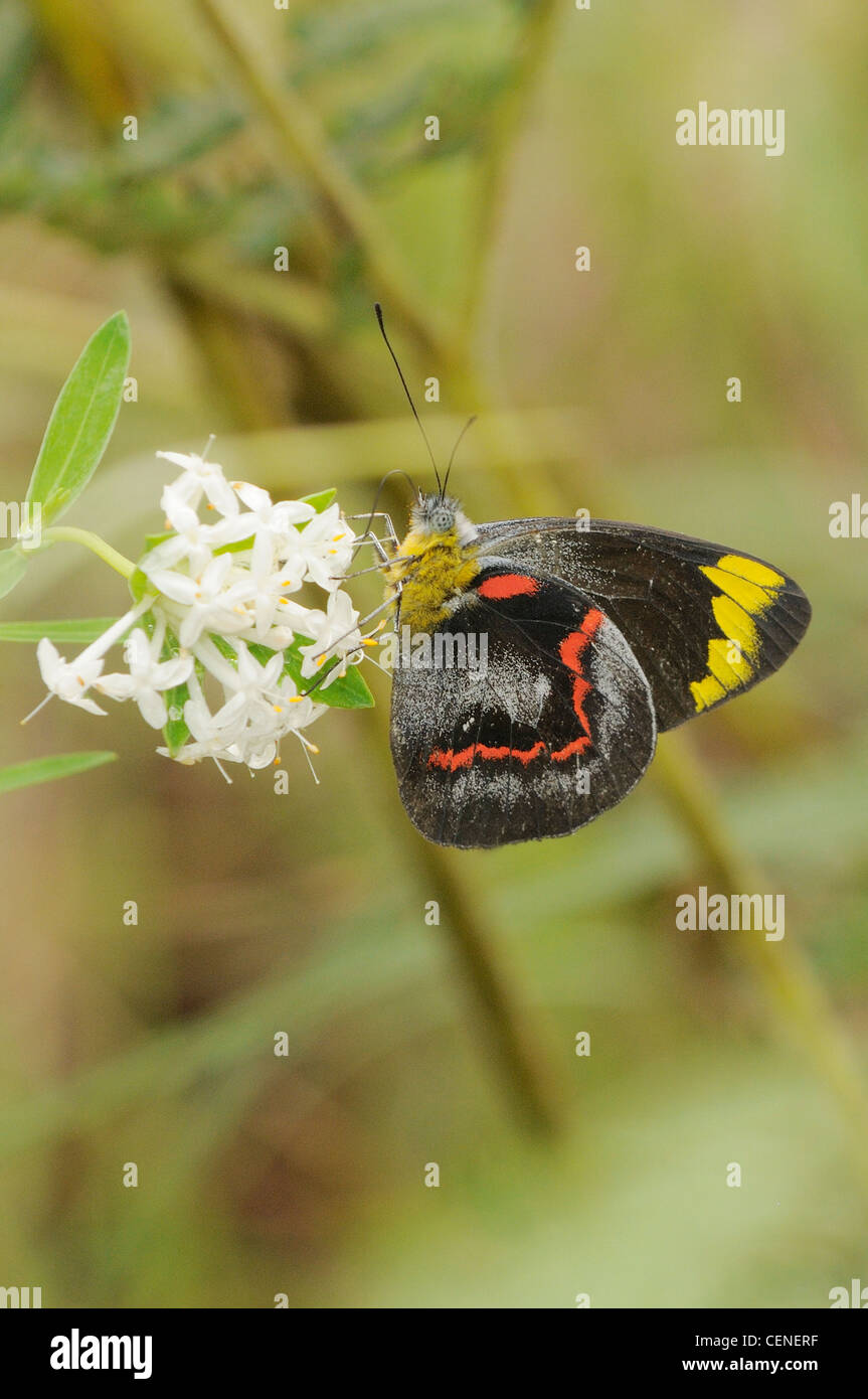 Gezabele comune Delias eucharis fotografato nel Queensland, Australia Foto Stock