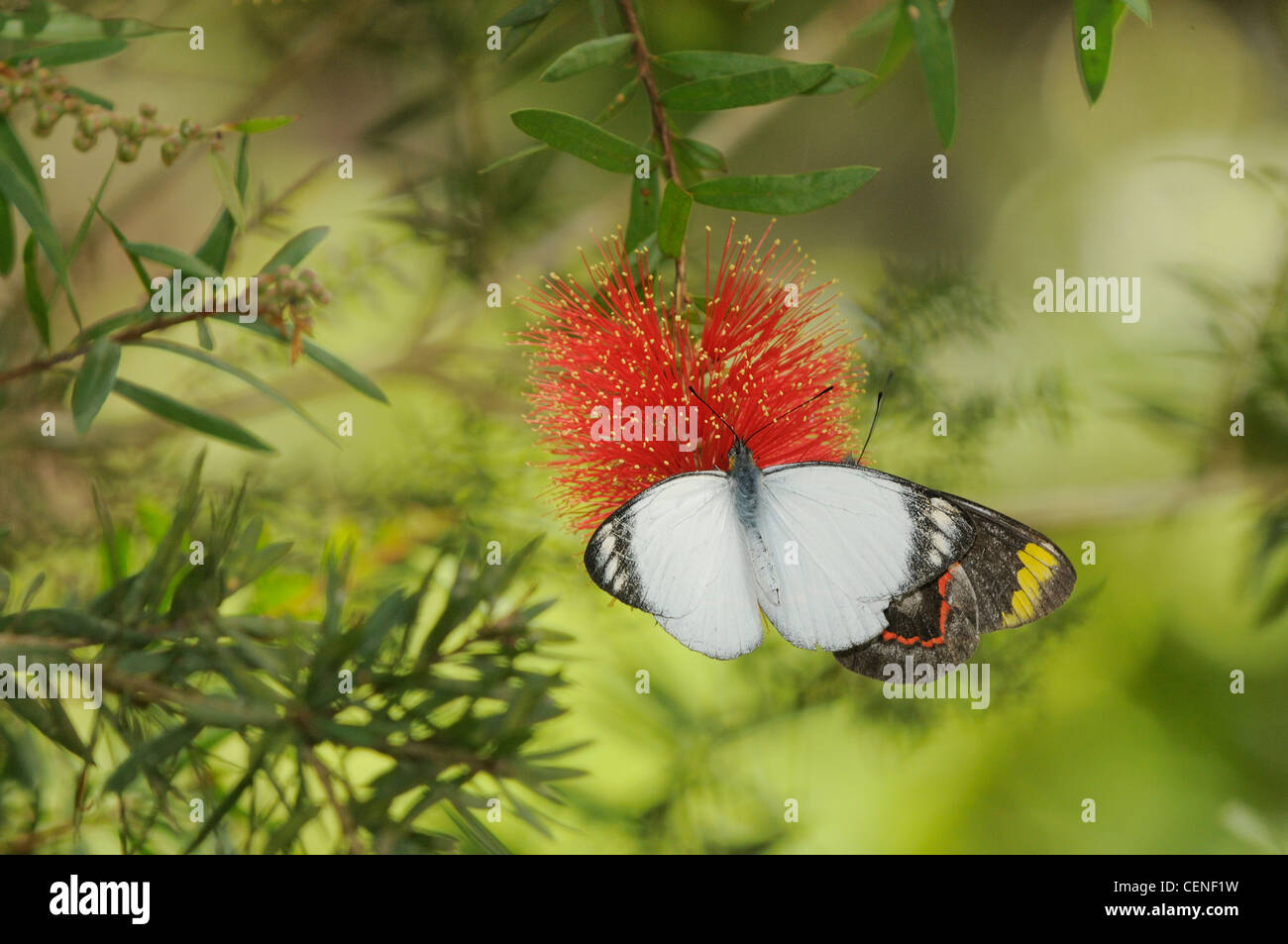 Gezabele comune Delias eucharis fotografato nel Queensland, Australia Foto Stock
