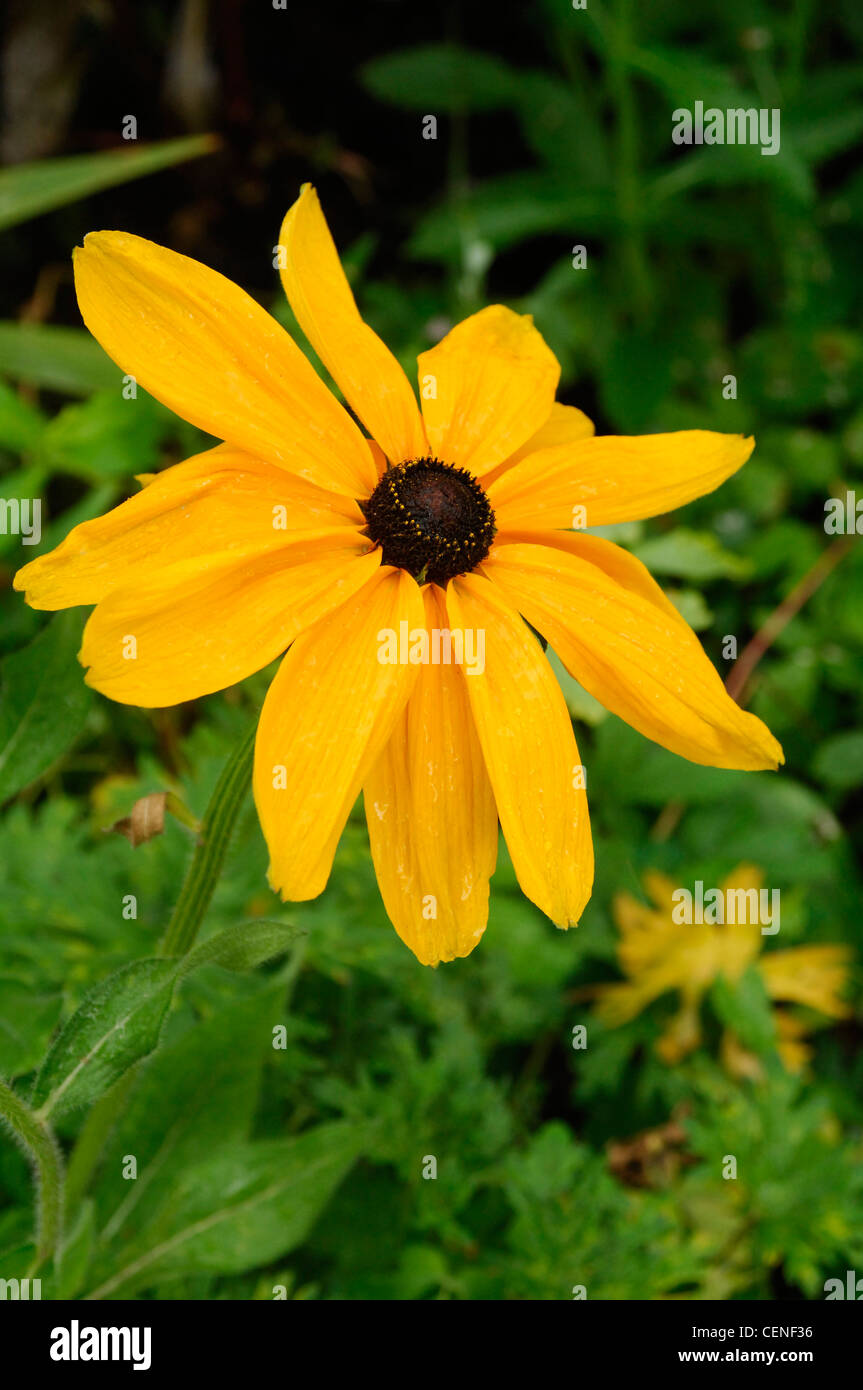 All Seasons Garden Dettaglio immagine di Indian Summer Flower (Rudbeckia) Foto Stock