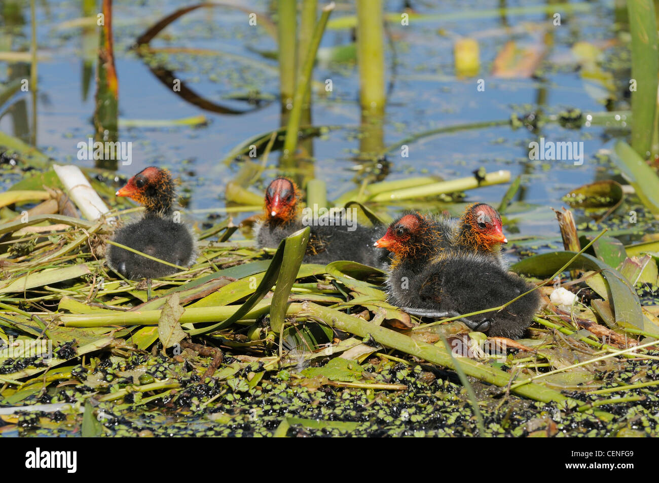 Eurasian Coot fulica atra pulcini sul nido fotografato in Victoria, Australia Foto Stock