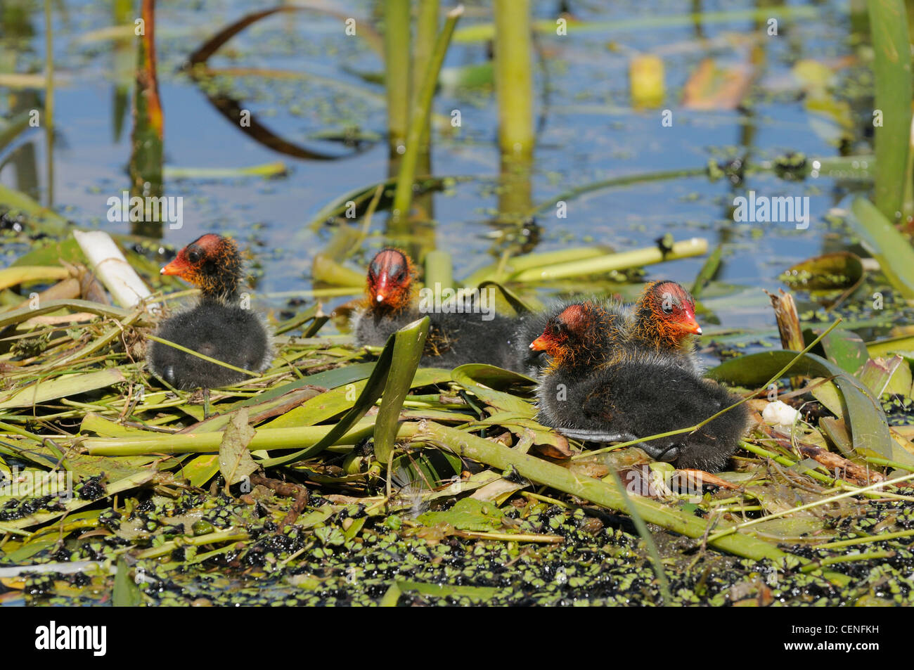 Eurasian Coot fulica atra pulcini sul nido fotografato in Victoria, Australia Foto Stock