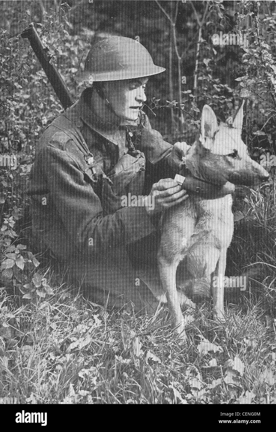 Esercito britannico guerra militari cane in servizio con il suo gestore di soldato. WW11 Foto Stock
