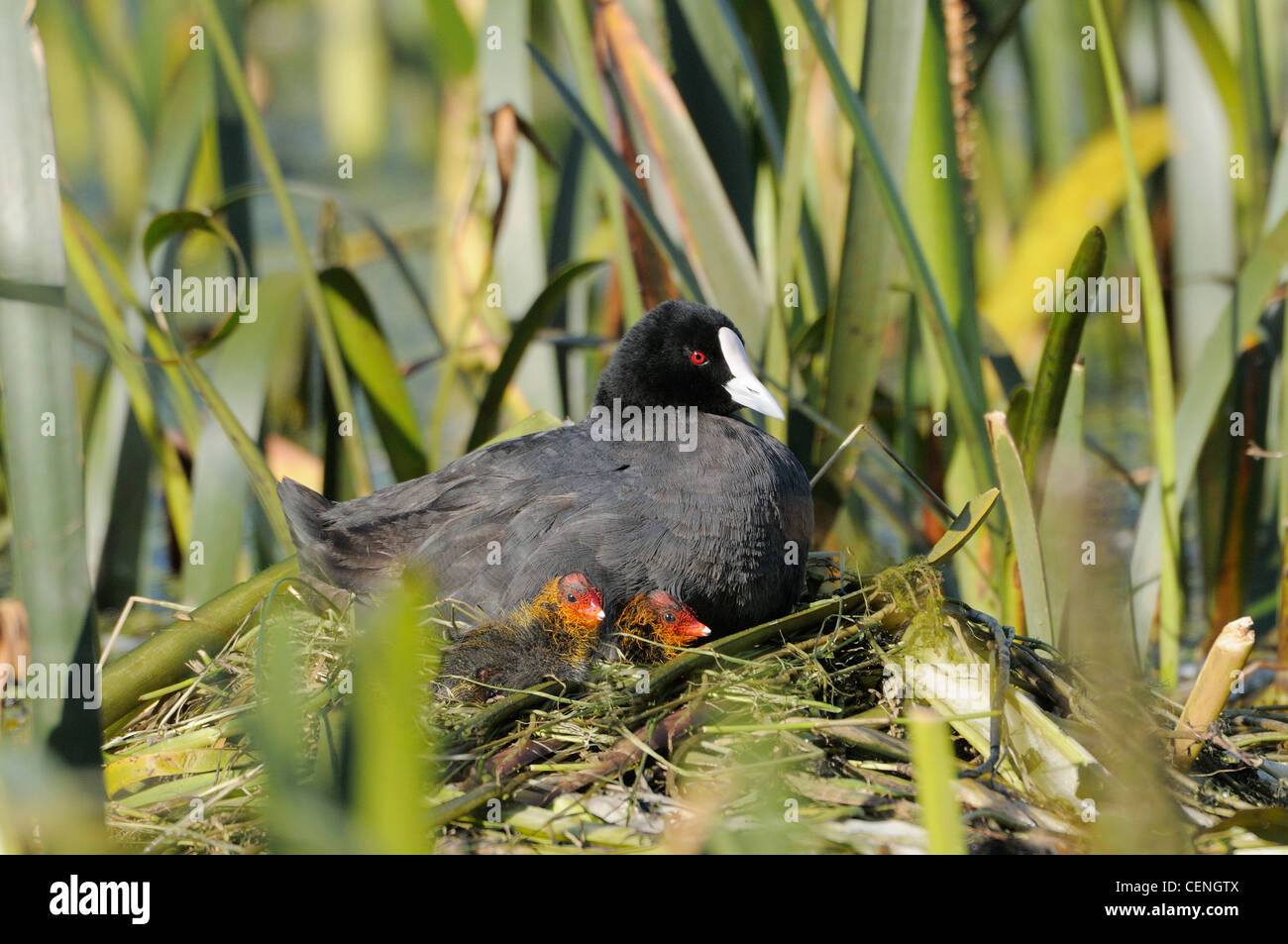 Eurasian Coot fulica atra adulto sul nido con pulcini fotografato in Victoria, Australia Foto Stock