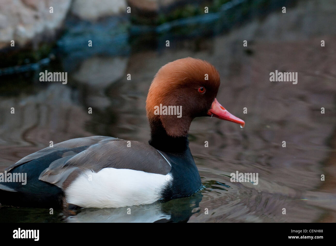 Red crested anatra nuoto in stagno Foto Stock