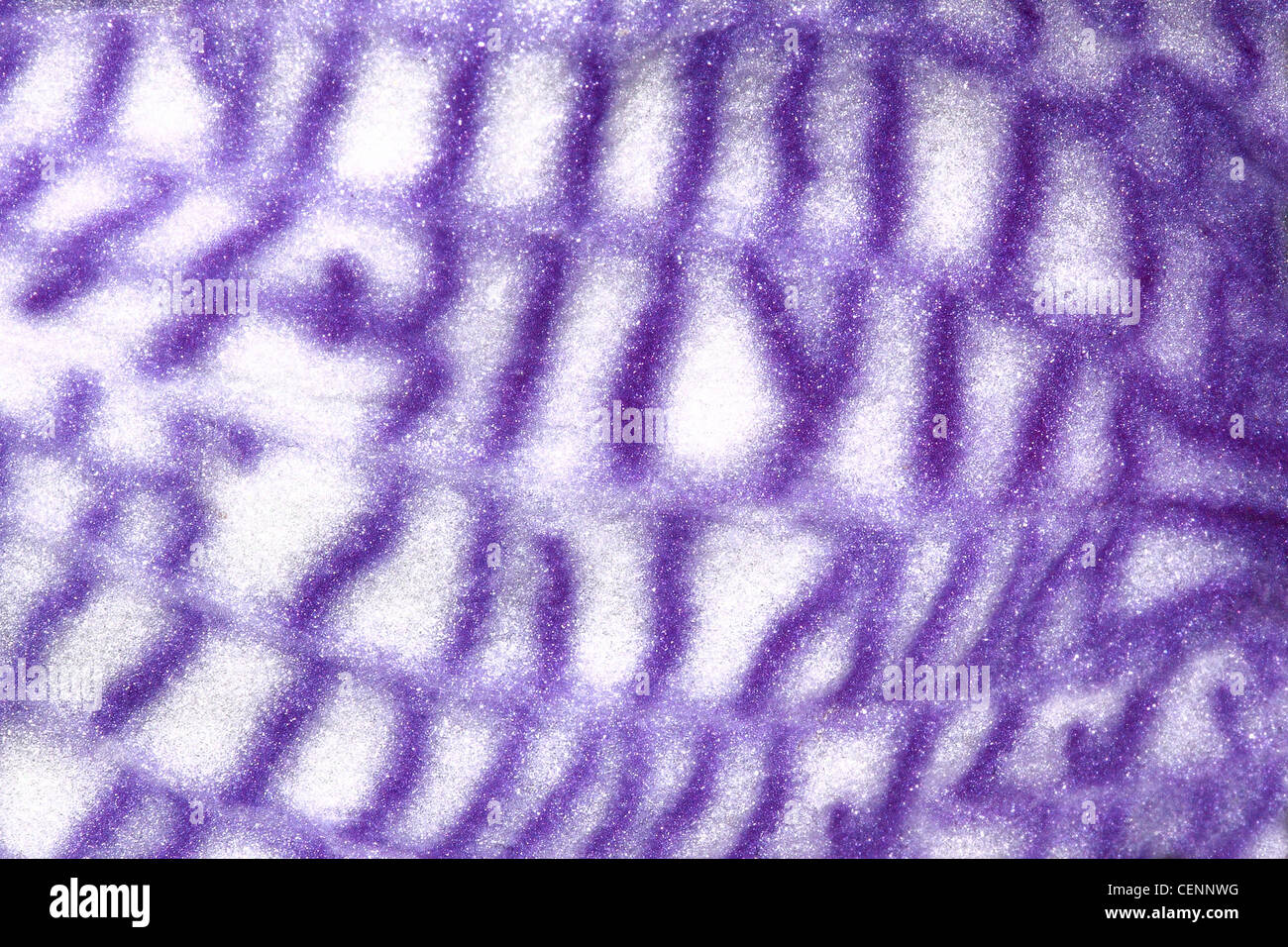 Texture di petalo orchid Foto Stock