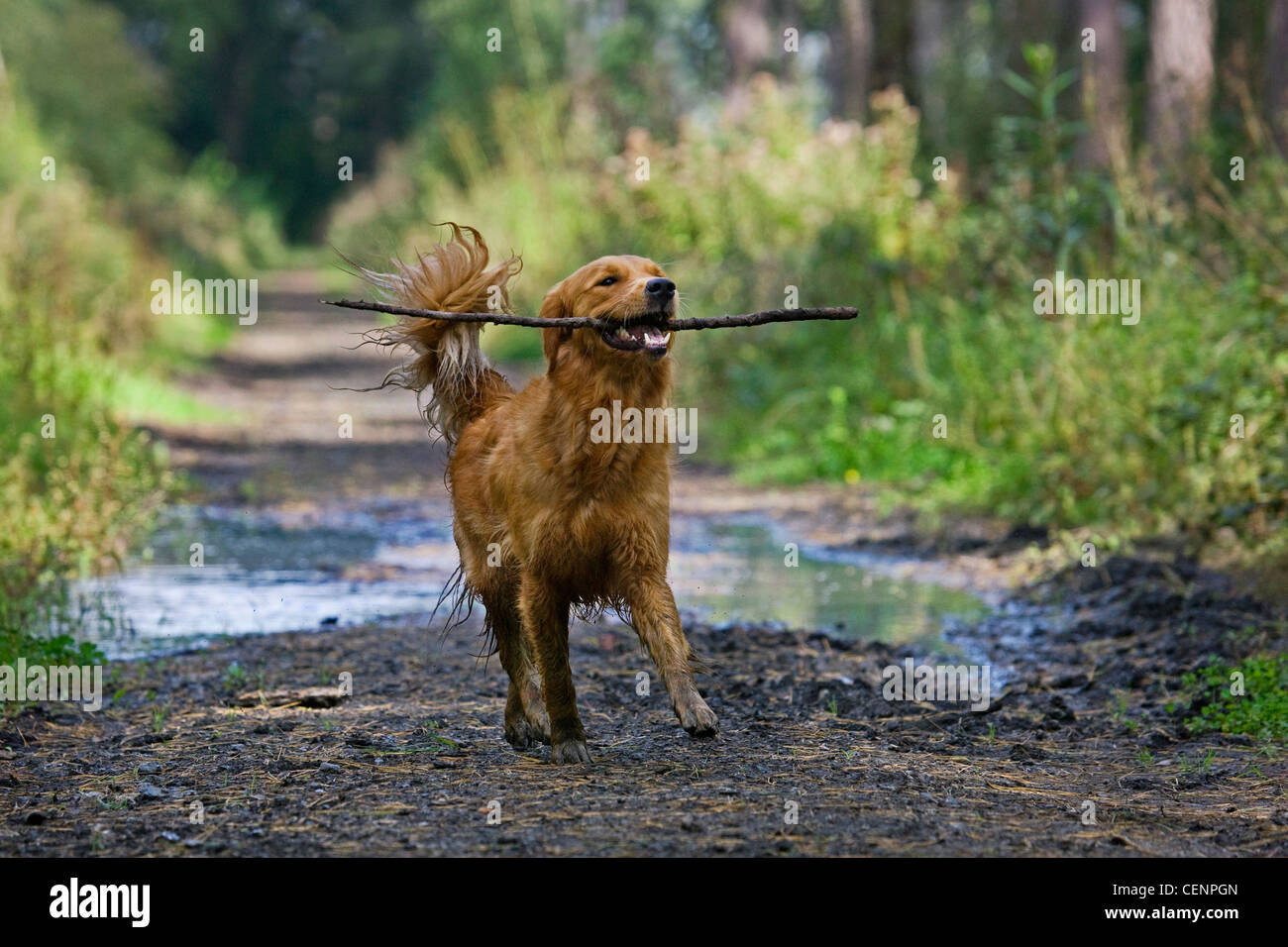 Il golden retriever cane giocando e in esecuzione attraverso la pozza di fango con bastoncino in bocca in foresta, Belgio Foto Stock