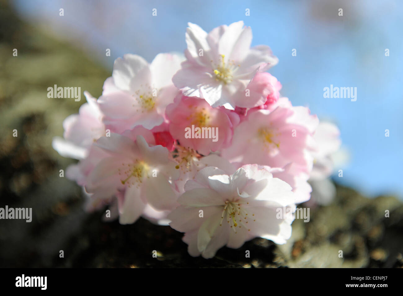 Pink apple blossom ad albero Foto Stock
