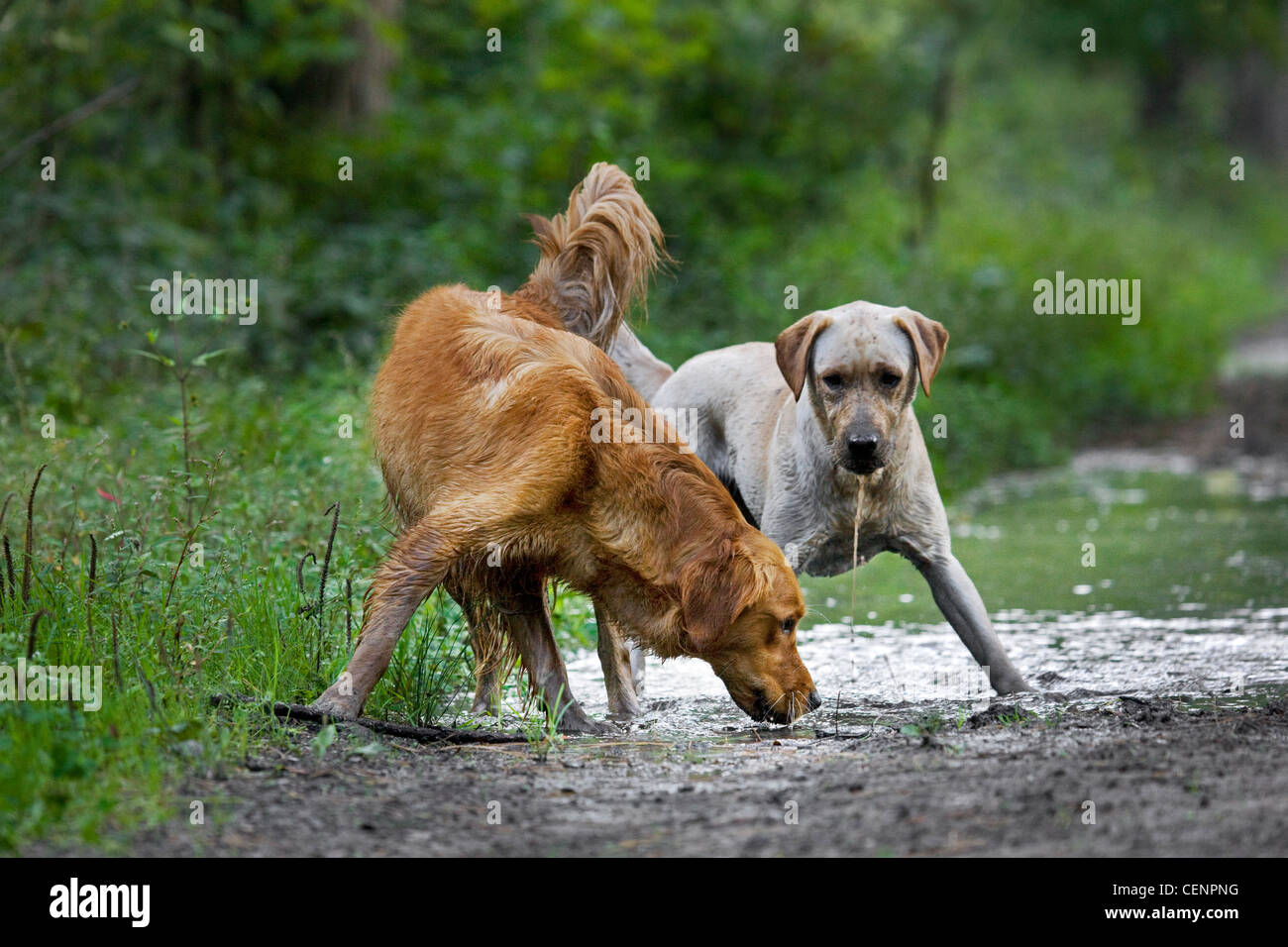 Sete golden retriever e labrador cani acqua potabile dalla pozza di fango sulla via nella foresta, Belgio Foto Stock