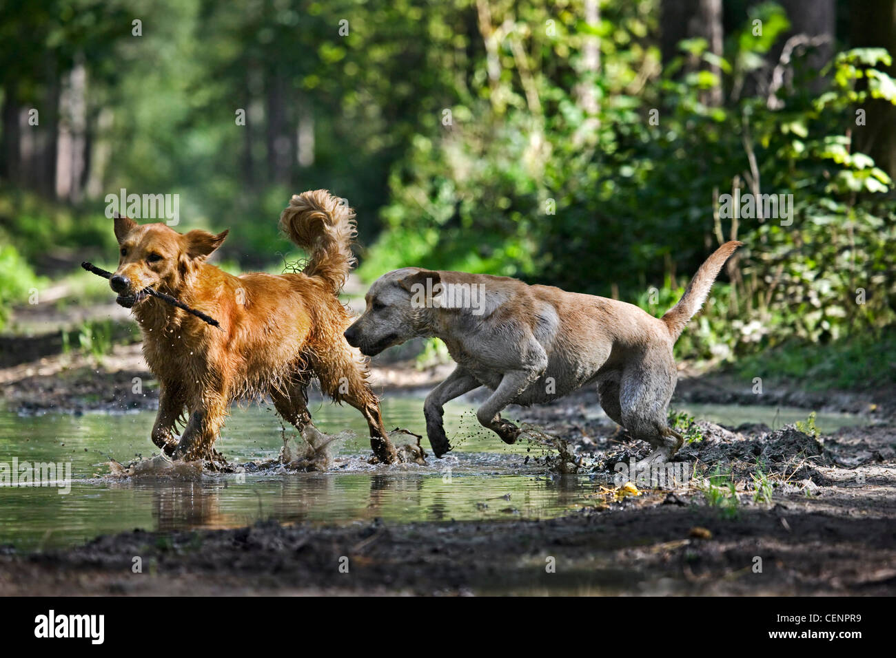 Golden Retriever e Labrador Cani giocando e in esecuzione con bastone attraverso la pozza di fango sul percorso nella foresta, Belgio Foto Stock