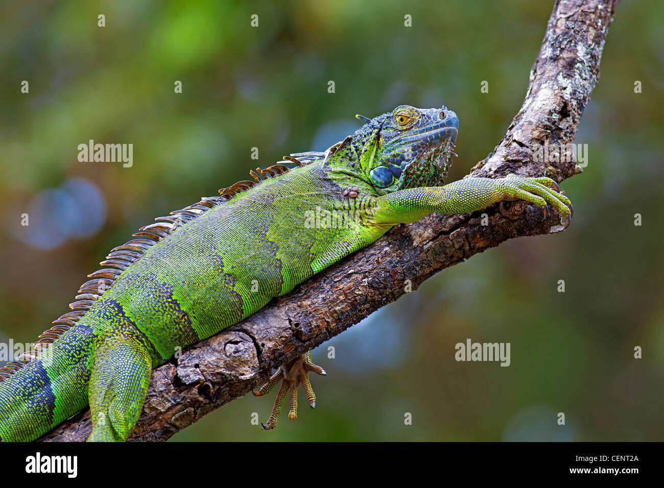 Un iguana verde appoggiato su un ramo in Costa Rica Foto Stock