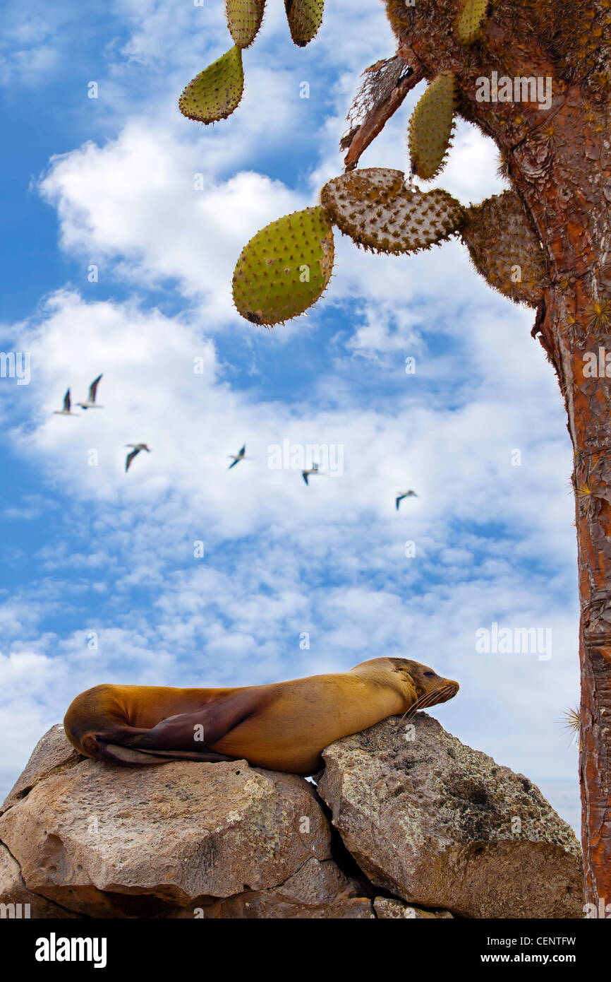 Appoggio Sea Lion su Santa Fe, Galapagos Foto Stock