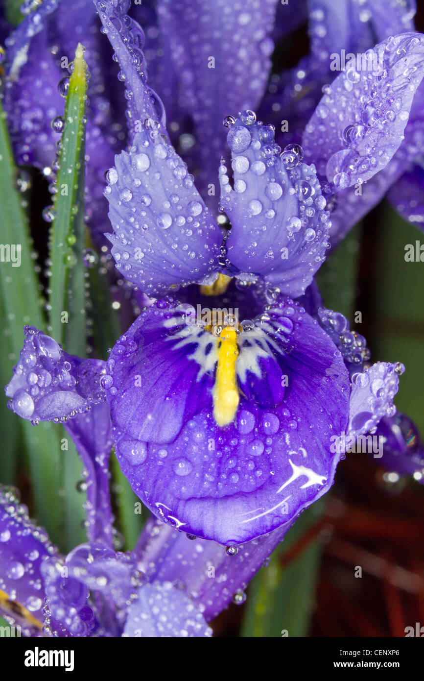 Siberiano nana (iris Iris sibirica), 'baby' sorella, coperti dalle gocce di pioggia. Foto Stock