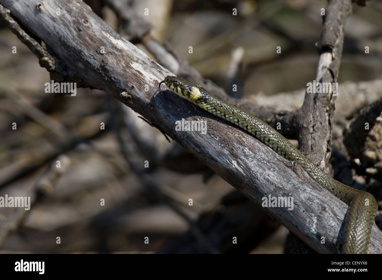 Ringelnatter, Natrix natrix, serpente d'erba Foto Stock