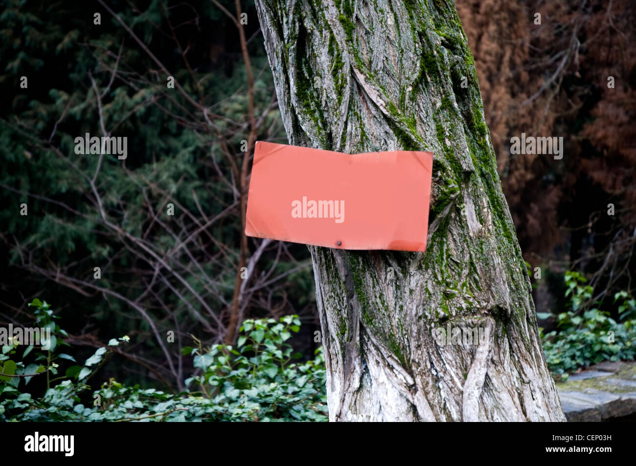 Una tabella con segni rossi attaccata a un tronco di albero in un ambiente forestale. Rappresenta la comunicazione, la natura e i concetti creativi all'aperto. Foto Stock