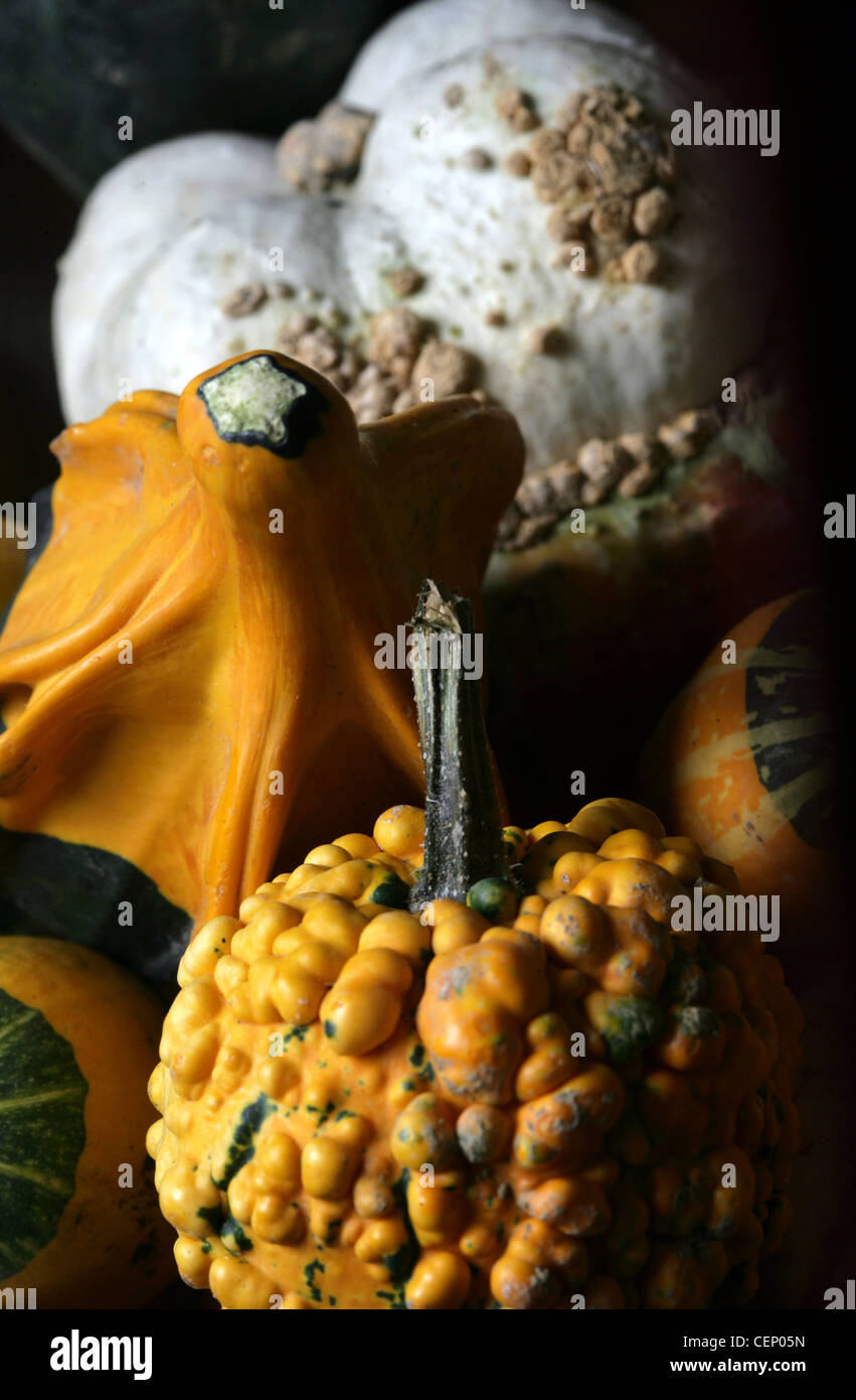 Arancione, verde e bianco di forma insolita squash Foto Stock