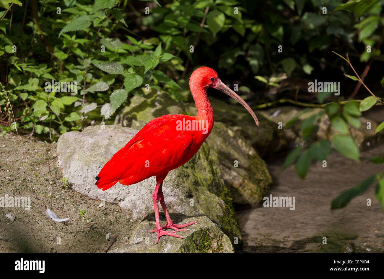 Roter sichler, eudocimus ruber, scarlet ibis Foto Stock