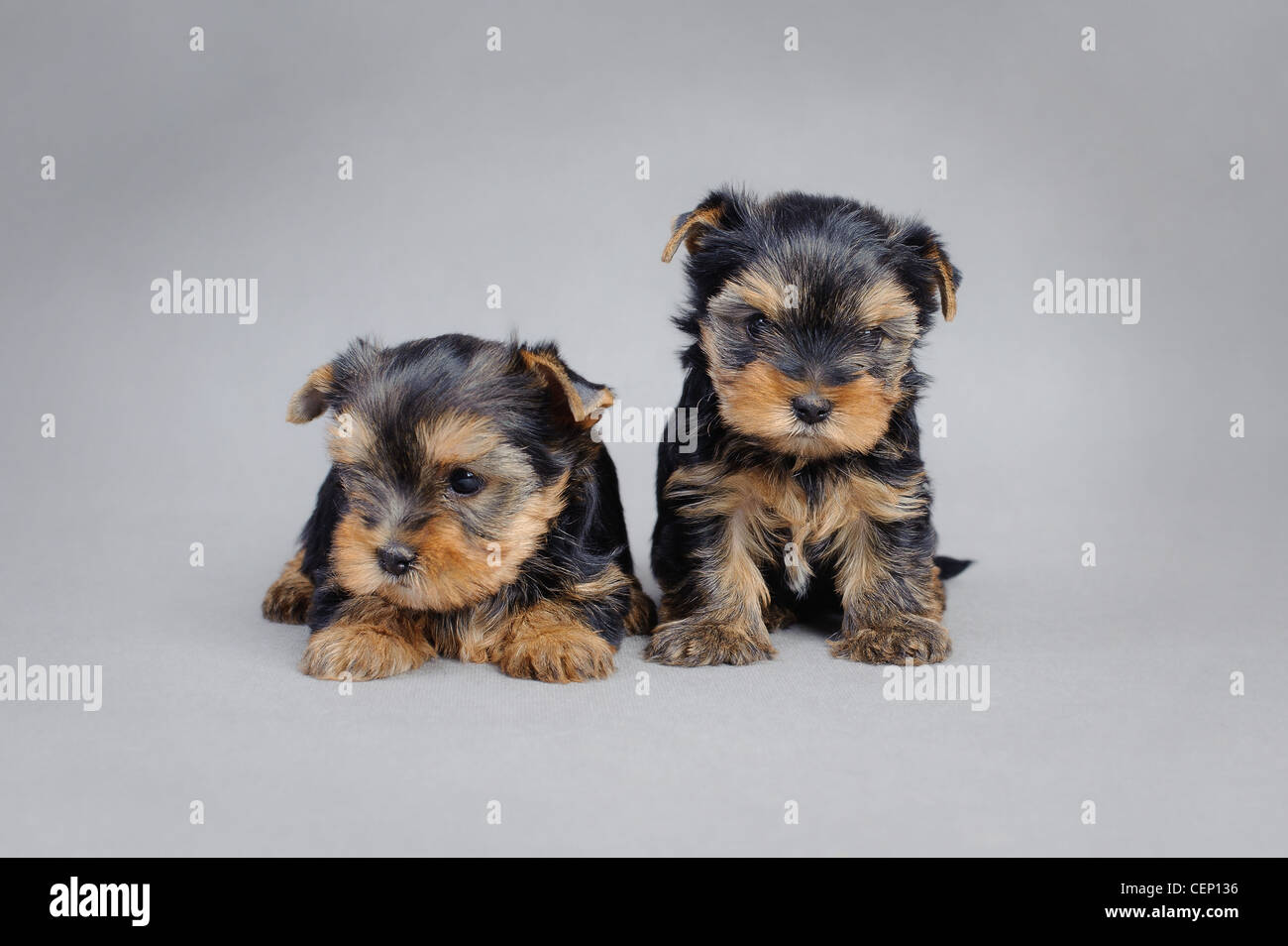 Due Yorkshire terrier cuccioli di cane ritratto Foto Stock