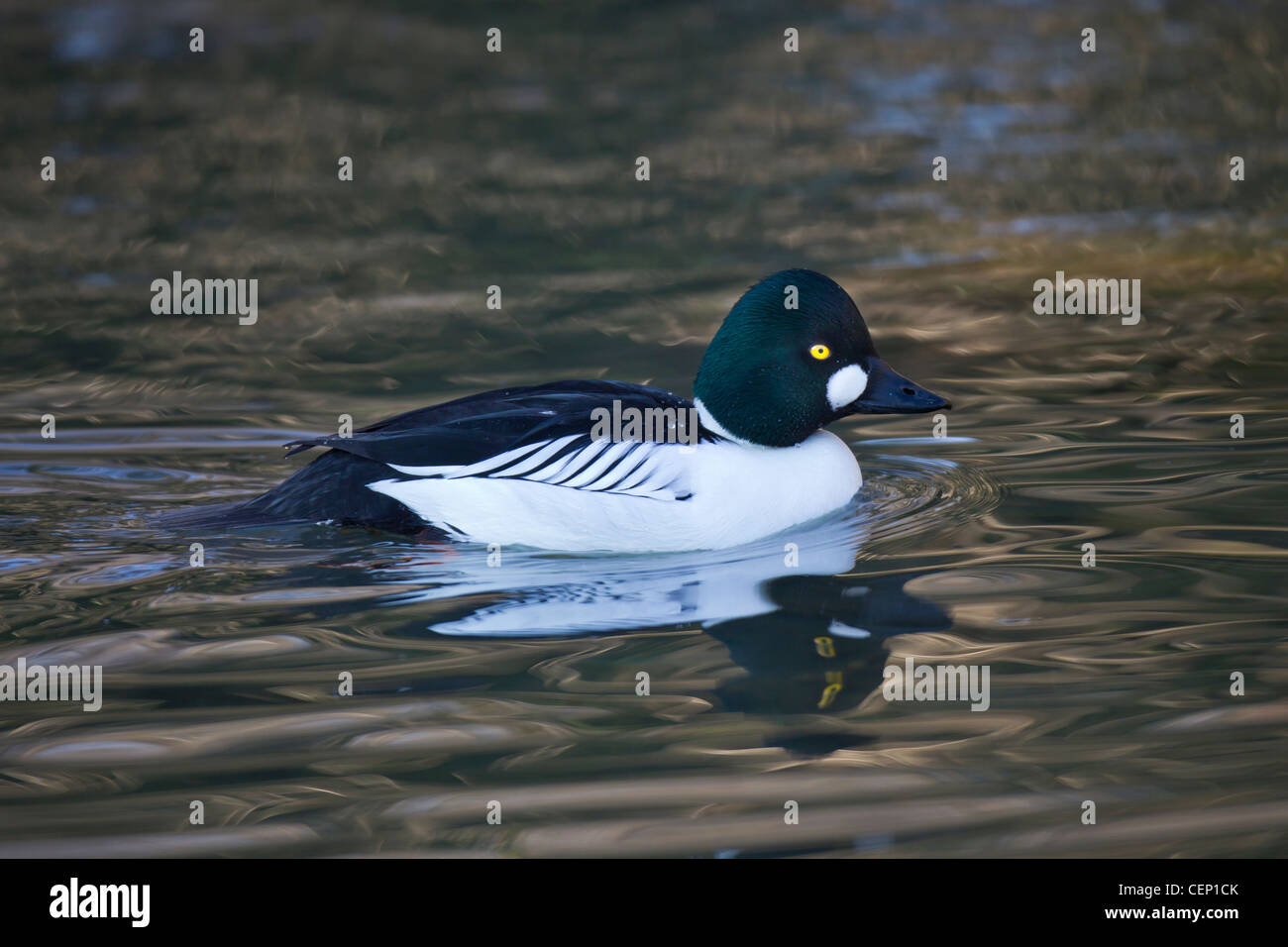 Schellente, Bucephala clangula, goldeneye comune Foto Stock