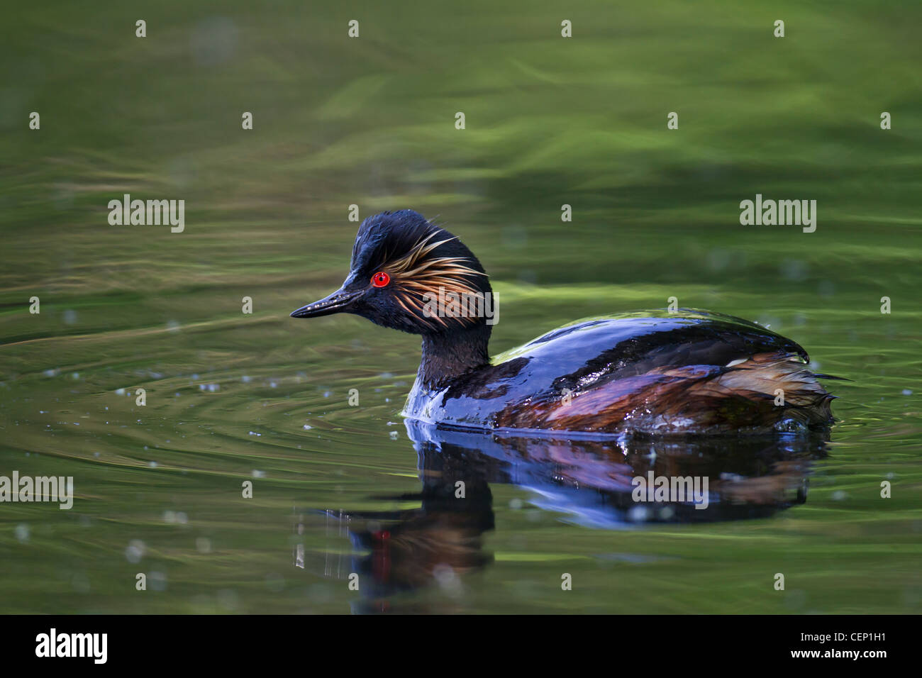 Schwarzhalstaucher, podiceps nigricollis, nero-svasso a collo alto Foto Stock