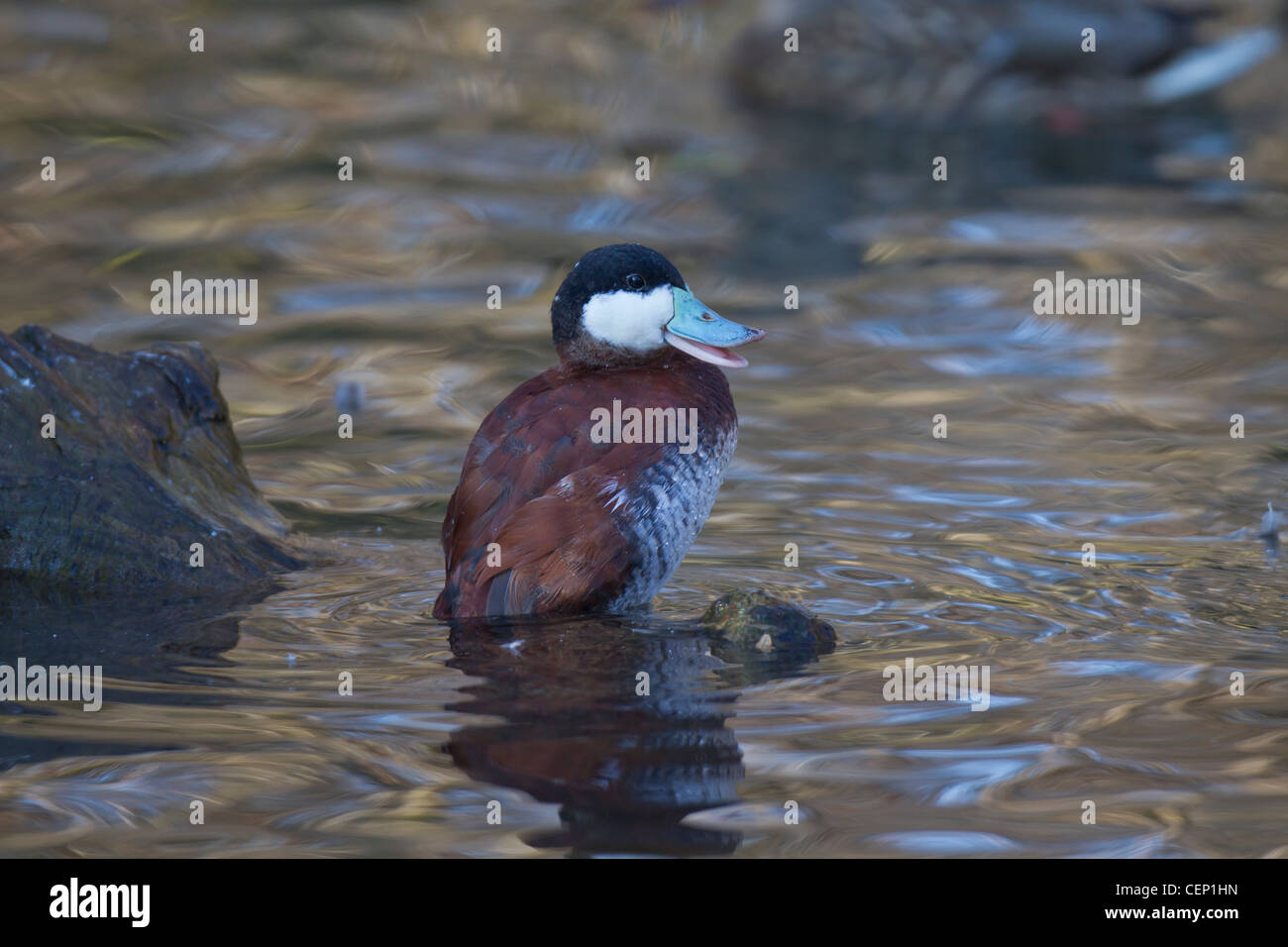 Schwarzkopfruderente, Oxyura jamaicensis, anatra ruvida Foto Stock