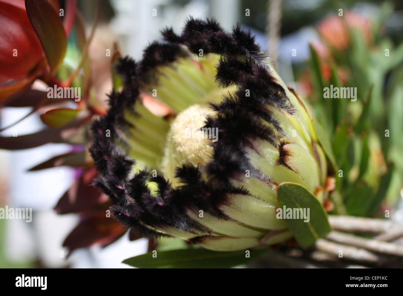 Barbuto Protea Closeup tropicale esotico Laurifolia fiore Foto Stock
