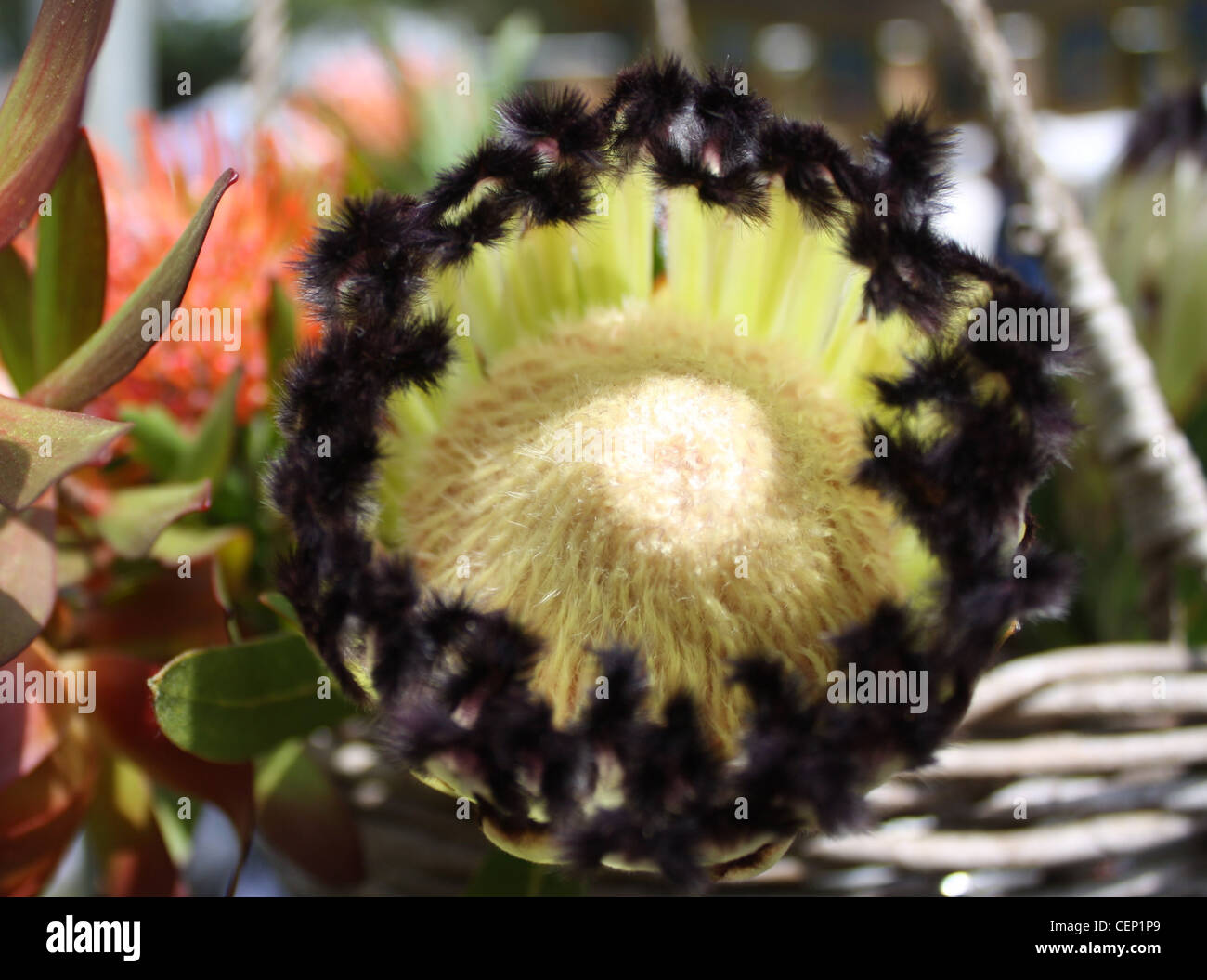 Barbuto Protea Closeup tropicale esotico Laurifolia fiore Foto Stock