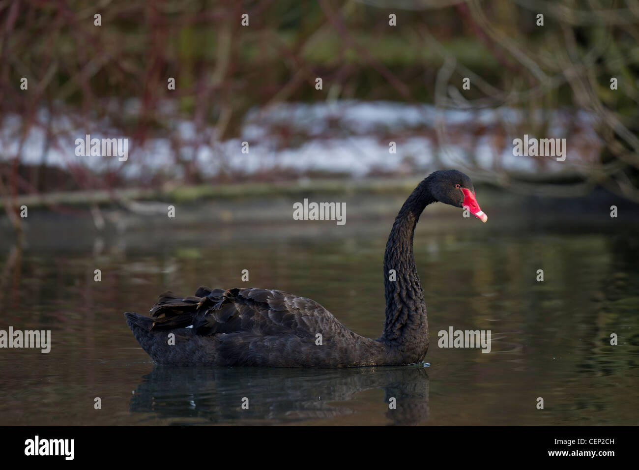 Trauerschwan, Cygnus atratus, cigno nero Foto Stock