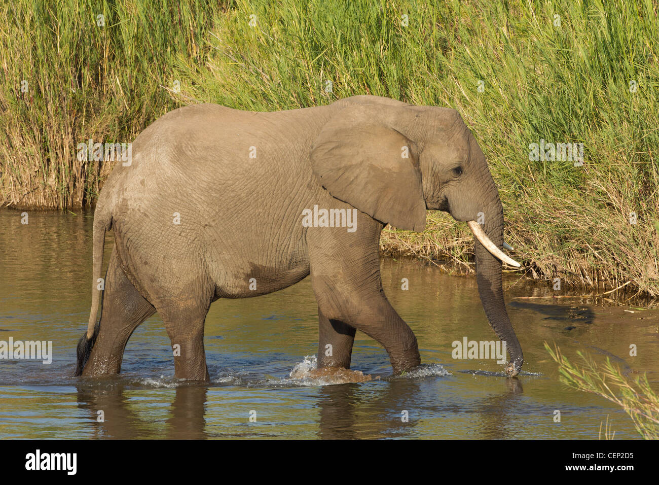 Elefante africano (Loxodonta africana) camminando attraverso il fiume in Sud Africa Foto Stock