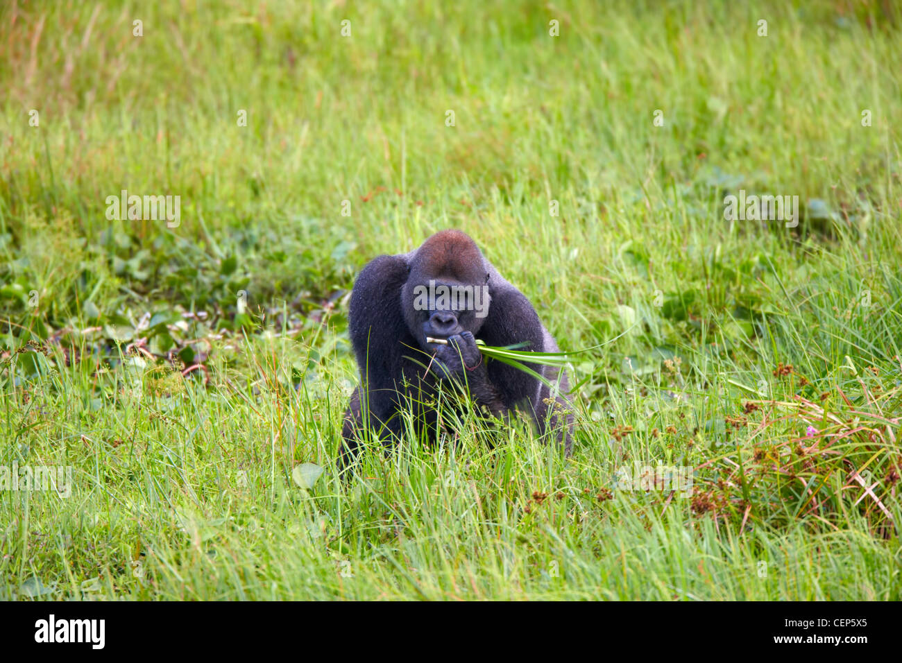 Western pianura gorilla Mbeli Bai, Nouabale Ndoki National Park, Repubblica del Congo, Africa Foto Stock