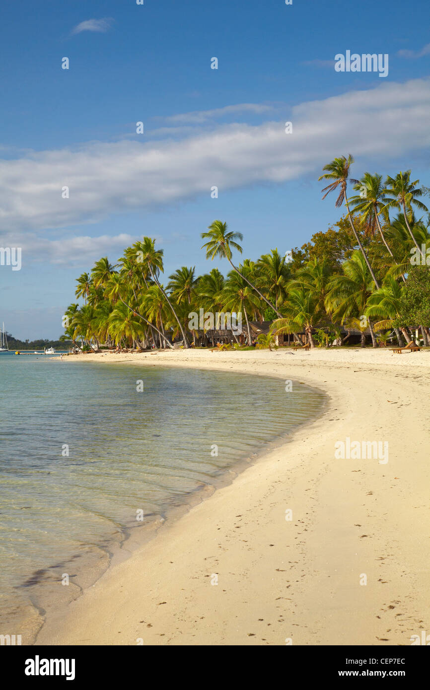 Spiaggia e palme, Plantation Island Resort, Malolo Lailai Island, Isole della Mamanuca, Figi e Sud Pacifico Foto Stock