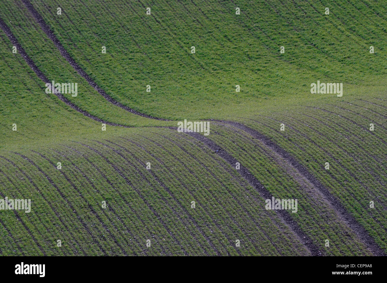 Verde e lussureggiante crop sulla collina ondulata Foto Stock