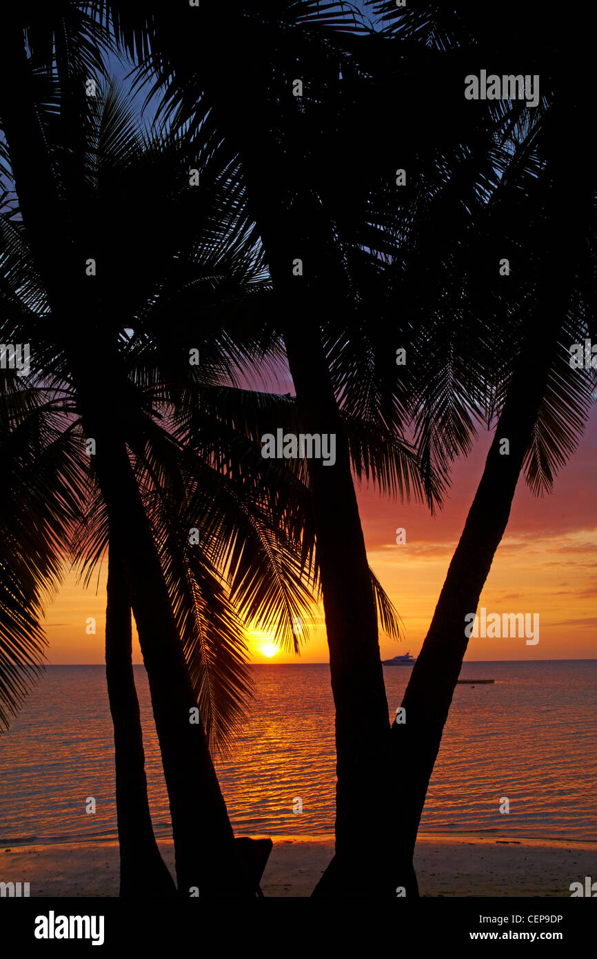 Alberi di palma e al tramonto, Plantation Island Resort, Malolo Lailai Island, Isole della Mamanuca, Figi e Sud Pacifico Foto Stock