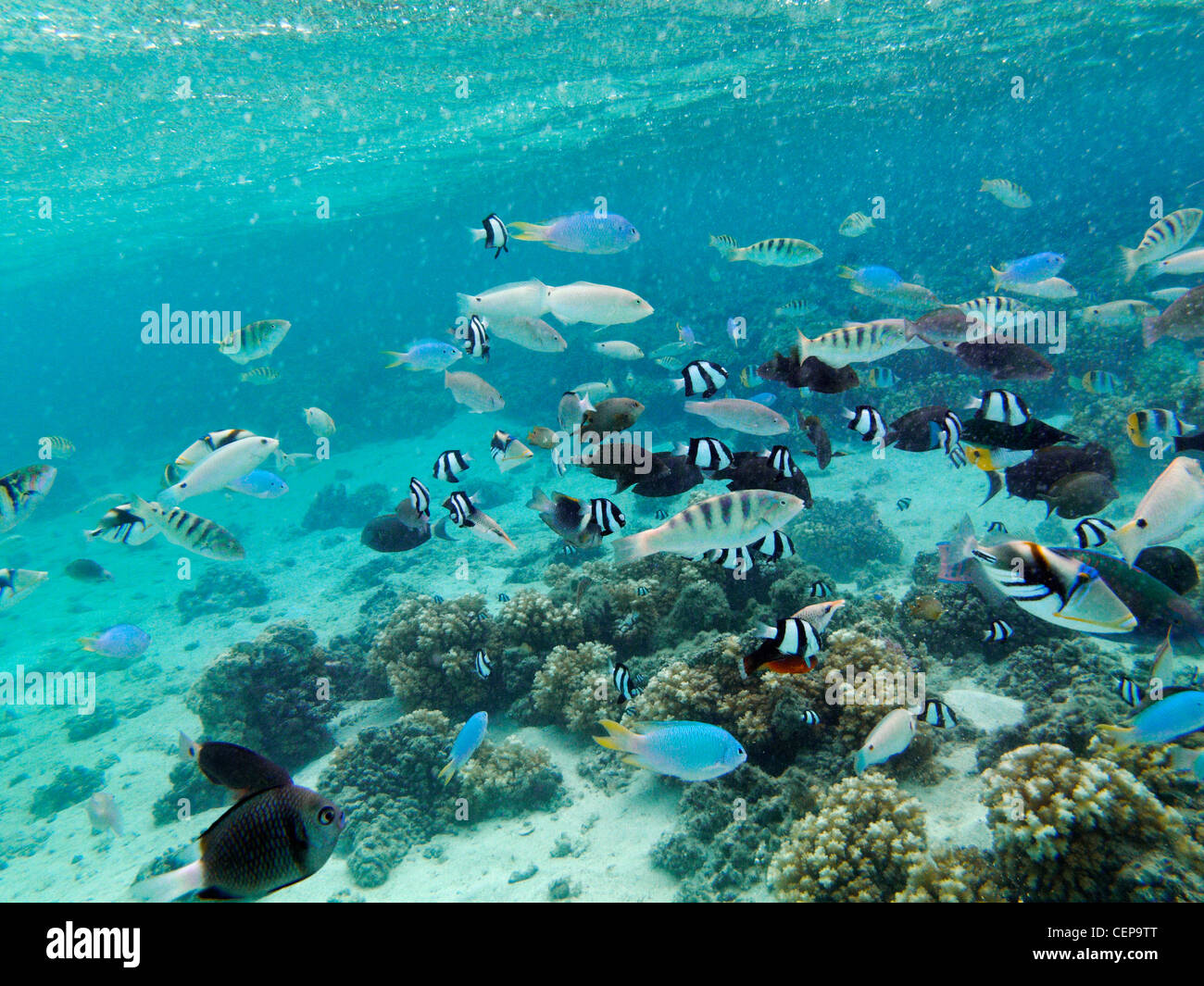 Pesce tropicale e reef, Malolo Lailai Island, Isole della Mamanuca, Figi e Sud Pacifico Foto Stock