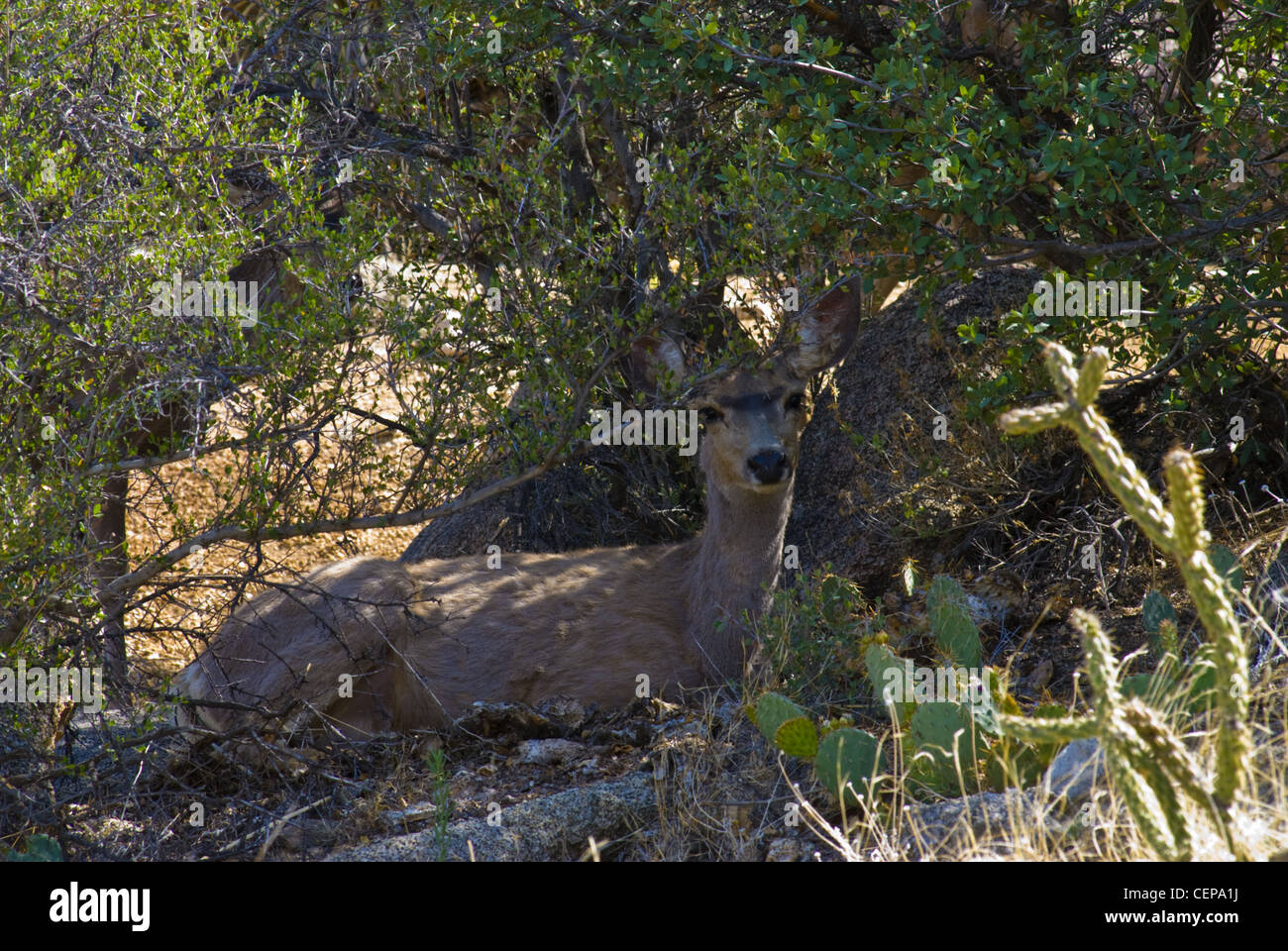 Mulo cervo (Odocoileus hemionus), doe. Embudo Canyon, Sandia Mountains, Bernalillio county, Nuovo Messico, Stati Uniti d'America. Foto Stock