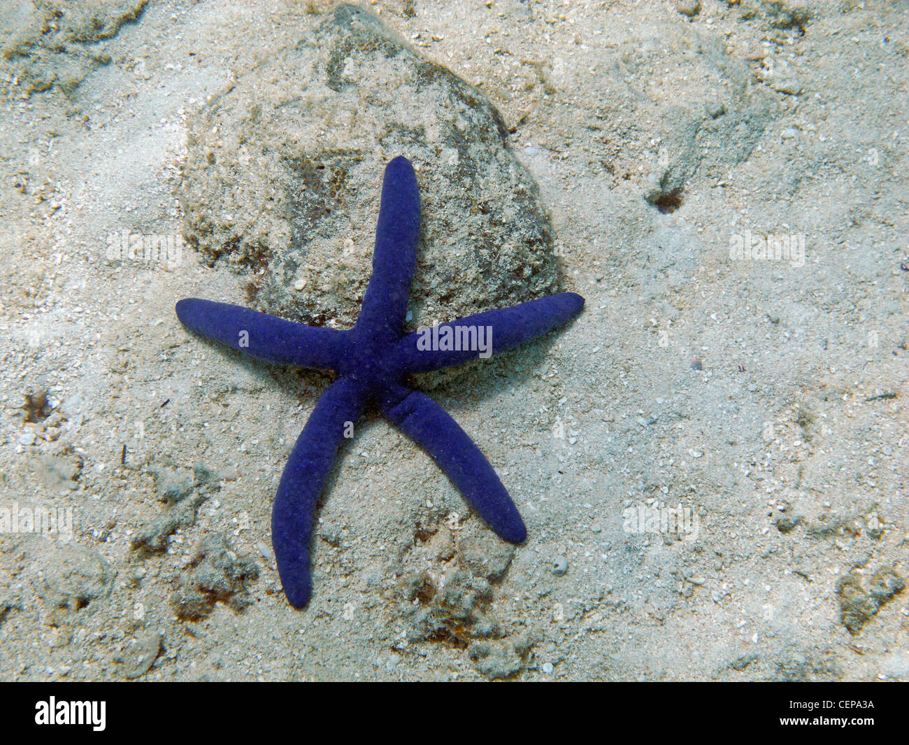 Blue Sea Star (Linckia laevigata), Malolo Lailai Island, Isole della Mamanuca, Figi e Sud Pacifico Foto Stock