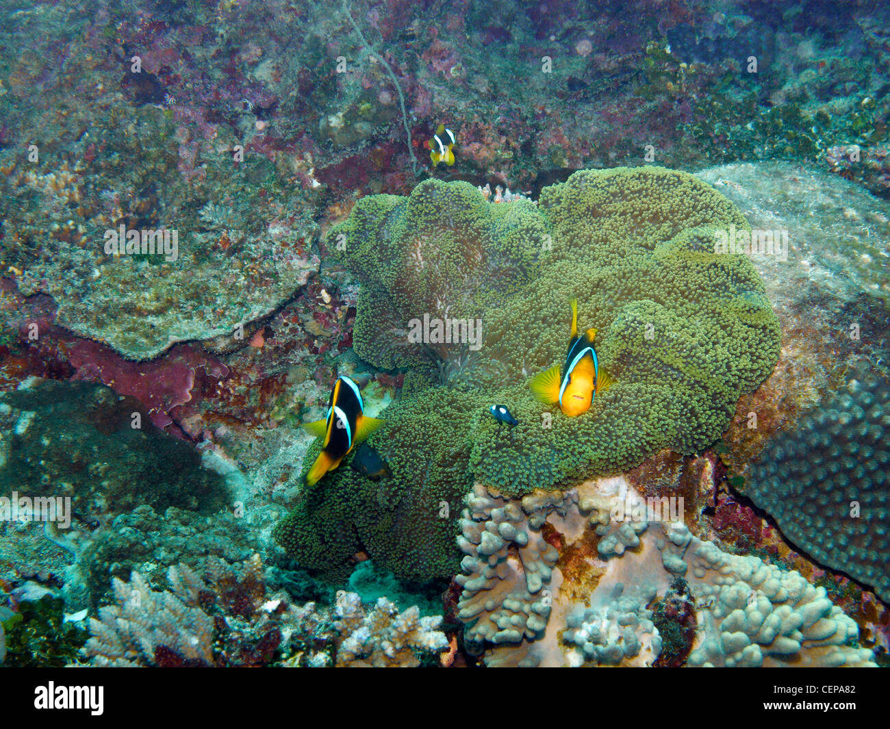 Anemonefish o clownfish Amphiprion (sp), e Coral Reef del Nord, vicino all'Isola di Mana, Isole della Mamanuca, Figi e Sud Pacifico Foto Stock