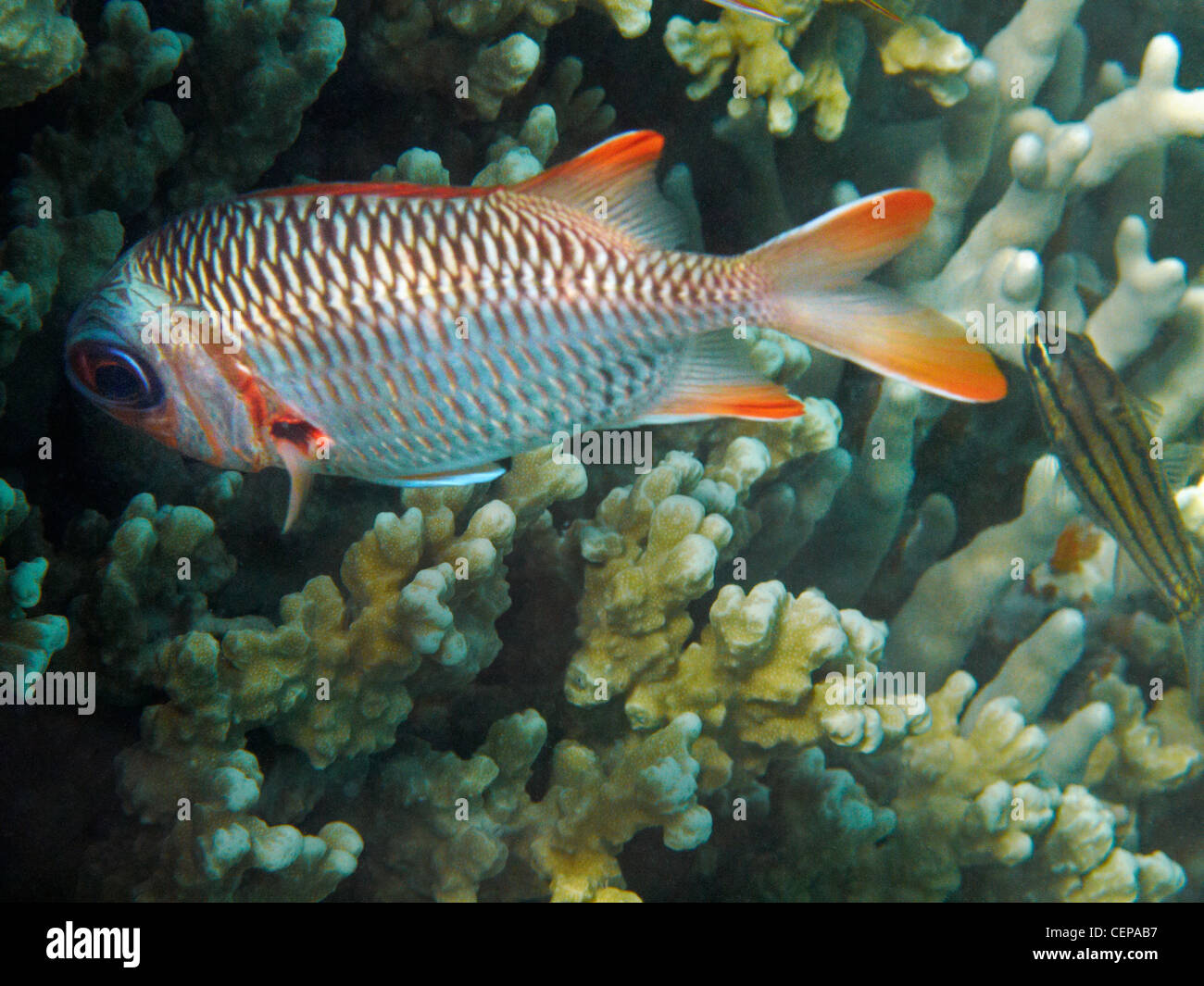 Traliccio soldierfish (Myripristis violacea), e corallo, Plantation Island Resort, Malolo Lailai Island, Isole della Mamanuca, Isole Figi Foto Stock