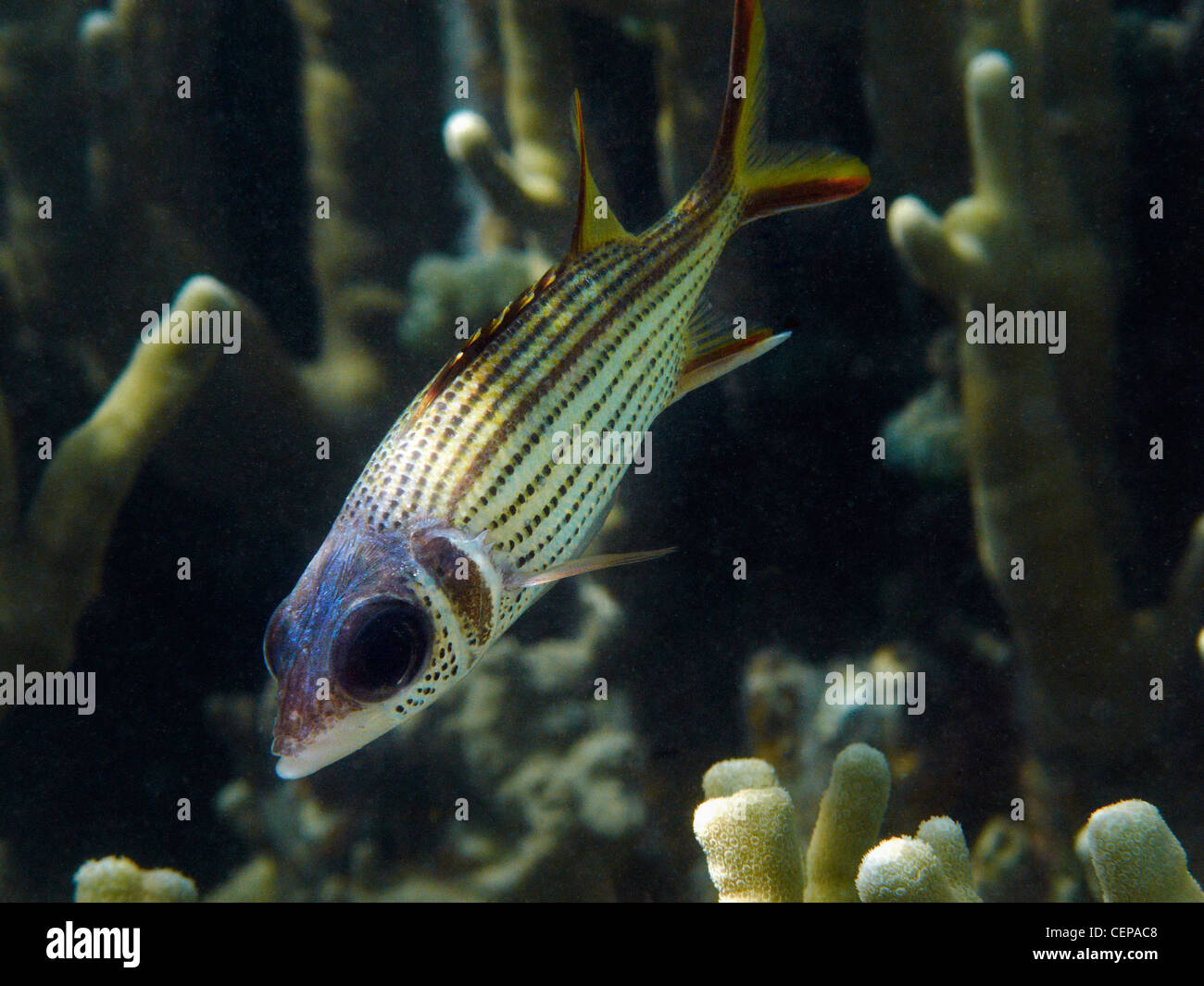 Squirrelfish liscia, chiamato anche Squirrelfish argento o Clearfin Squirrelfish, Malolo Lailai Island, Isole della Mamanuca, Isole Figi Foto Stock