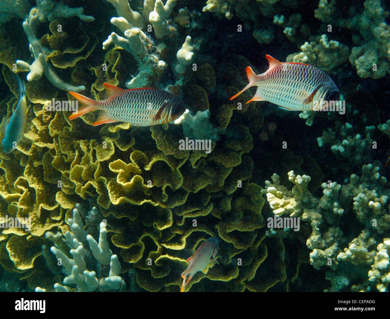 Traliccio soldierfish (Myripristis violacea), e corallo, Plantation Island Resort, Malolo Lailai Island, Isole della Mamanuca, Isole Figi Foto Stock