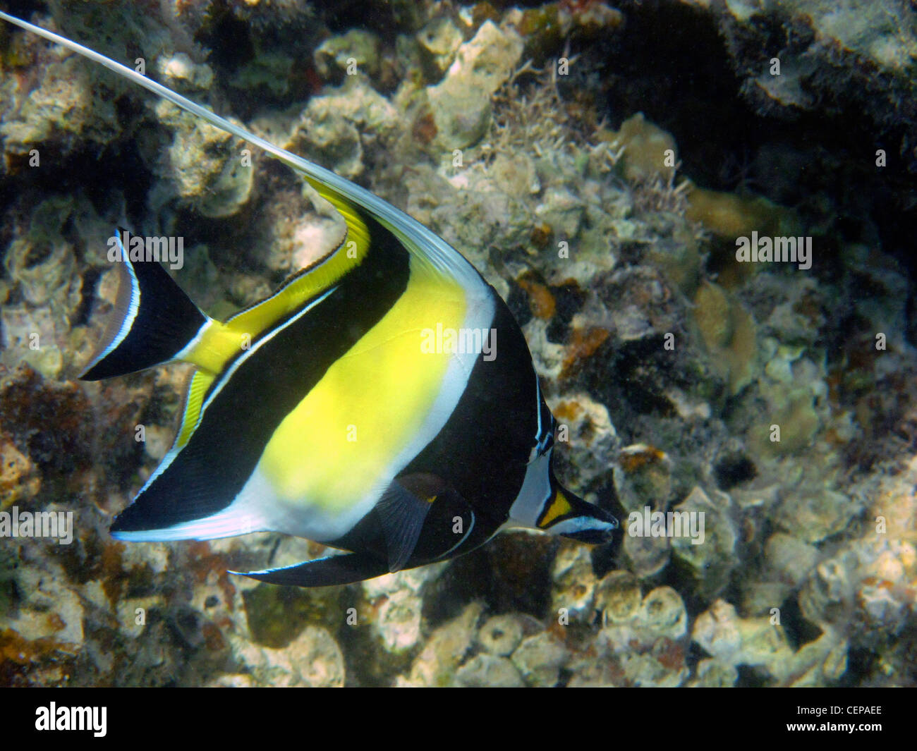Idolo moresco ( Zanclus cornutus ), Malolo Lailai Island, Isole della Mamanuca, Figi e Sud Pacifico Foto Stock