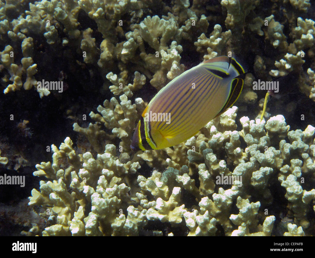 Butterflyfish ovale o Redfin butterflyfish (Chaetodon lunulatus), Malolo Lailai Island, Isole della Mamanuca, Figi e Sud Pacifico Foto Stock