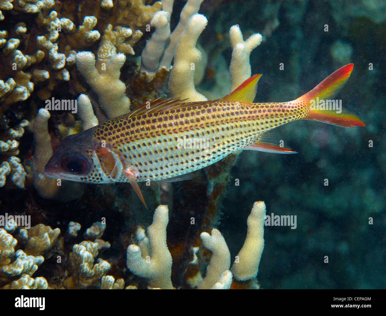 Squirrelfish liscia, chiamato anche Squirrelfish argento o Clearfin Squirrelfish, Malolo Lailai Island, Isole della Mamanuca, Isole Figi Foto Stock