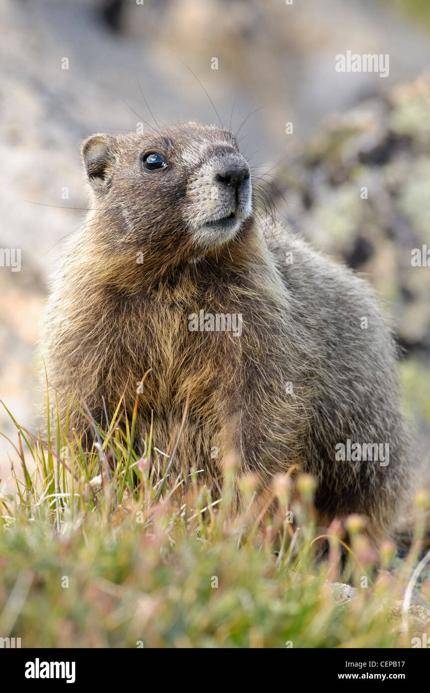 Marmotta di ventre giallo, Rocky Mountain National Park, COLORADO Foto Stock