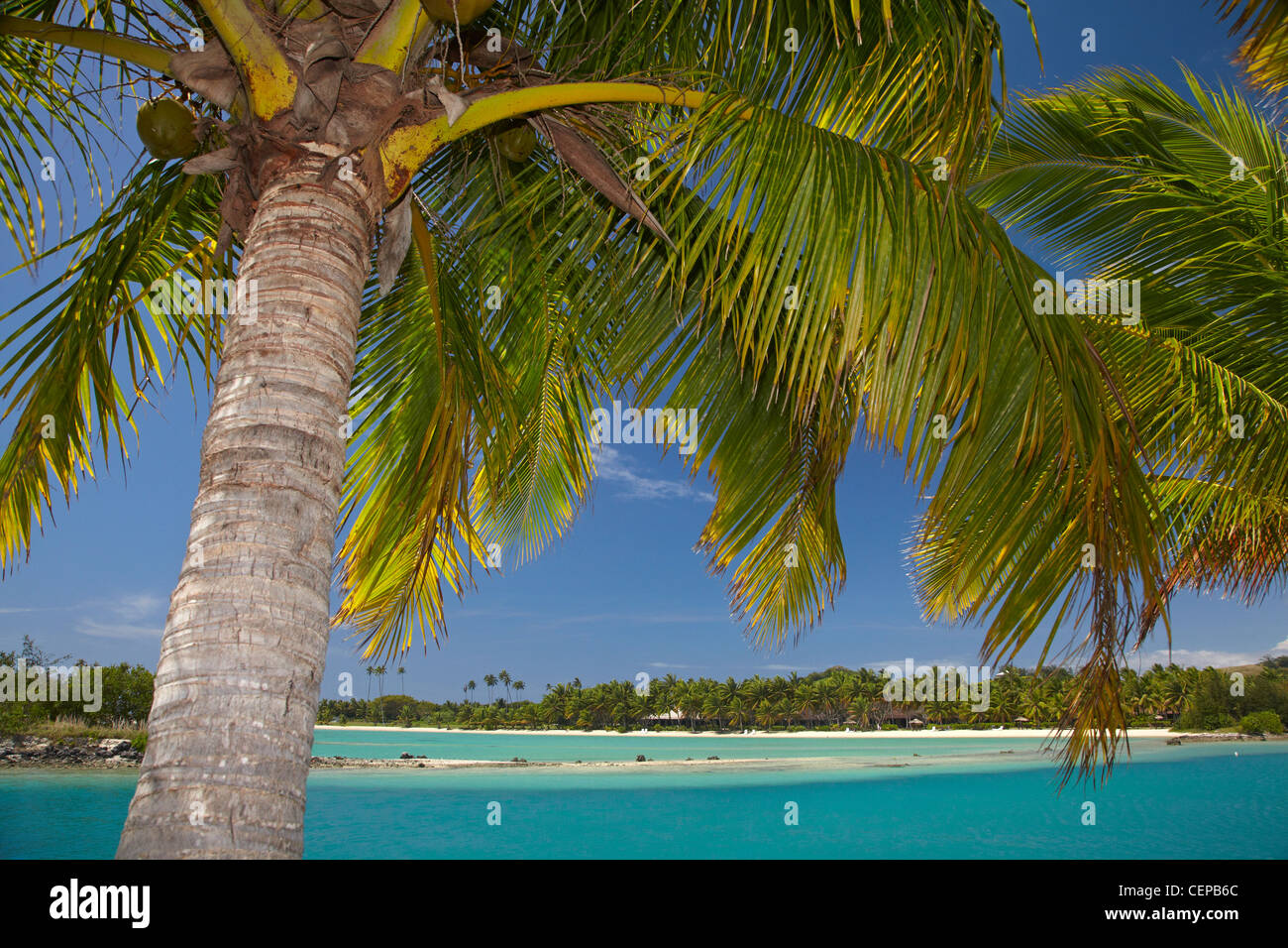 Palme e ingresso della laguna, Musket Cove Island Resort, Malolo Lailai Island, Isole della Mamanuca, Figi e Sud Pacifico Foto Stock