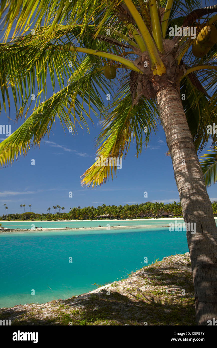 Palme e ingresso della laguna, Musket Cove Island Resort, Malolo Lailai Island, Isole della Mamanuca, Figi e Sud Pacifico Foto Stock