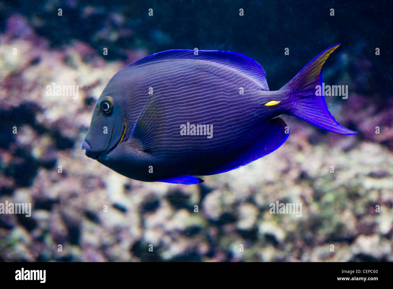 Surgeonfish, tropicale pesci corallo con corallo in background Foto Stock