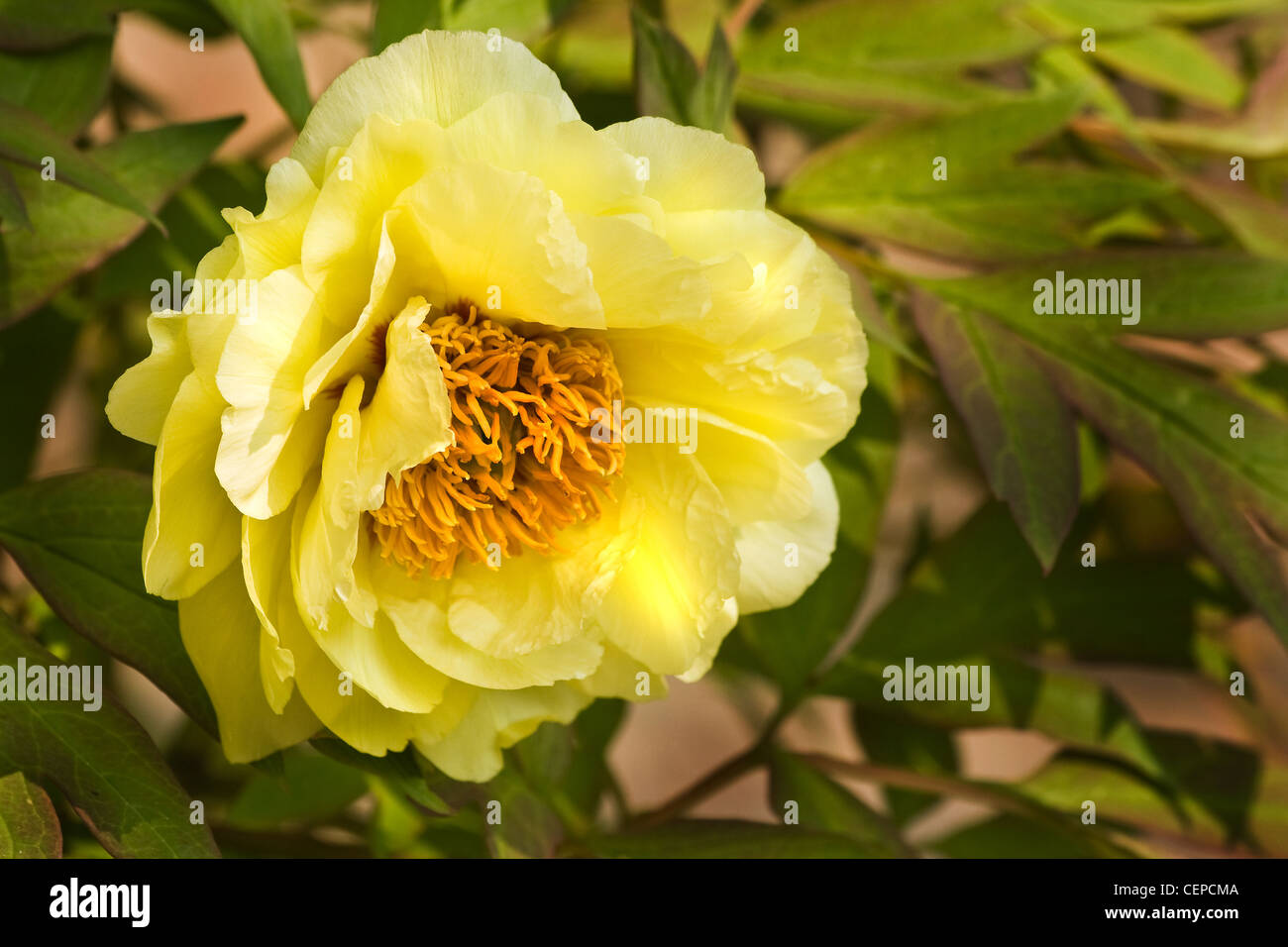 Rocce peonia,'s Rock tree peonia o Paeonia suffruticosa con grandi fiori gialli in primavera Foto Stock
